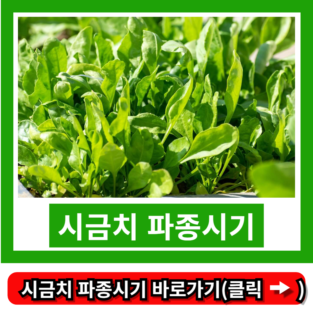 시금치 파종시기