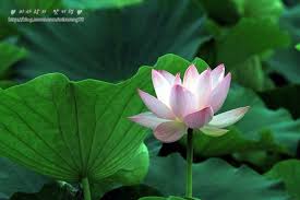 연꽃