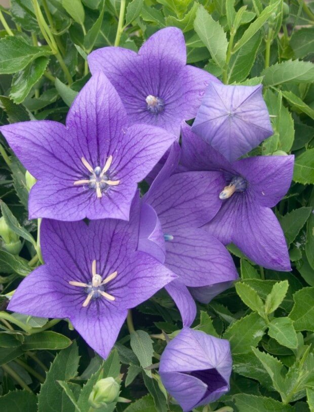 도라지(도라지차, 도라지청) 효능 9가지 및 부작용과 주의사항