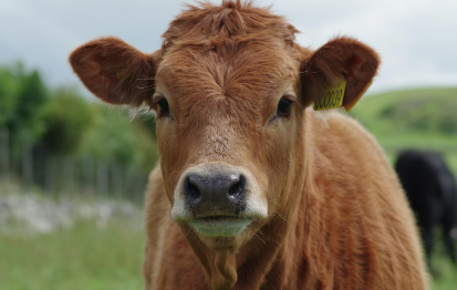 2025년 6월 소띠(丑띠) 생년별 운세