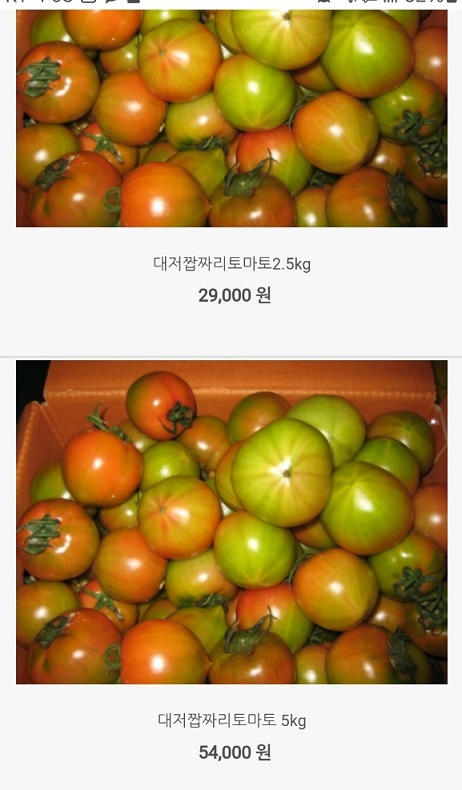 6시내고향-대저토마토-우리토마토농장