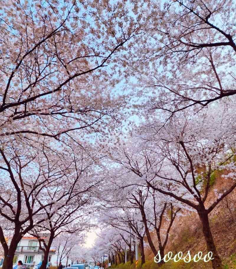 벚꽃축제,벚꽃길/ 벗꽃터널 4월 커플드라이브코스 추천