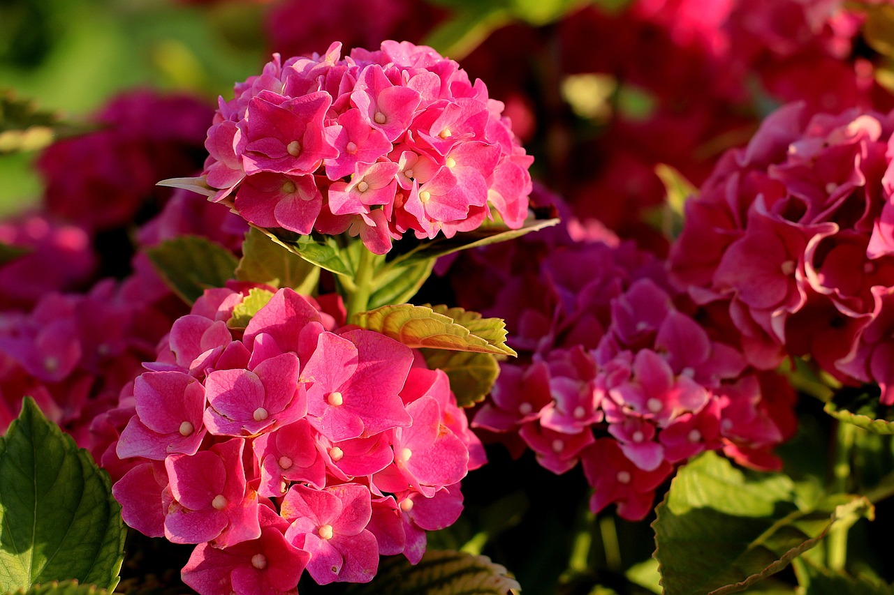 여름 화담숲 수국축제 후기｜포토존&middot;입장팁까지