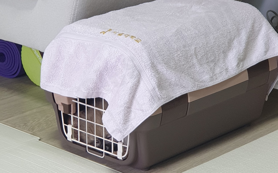 켄넬 안에서 자는 강아지