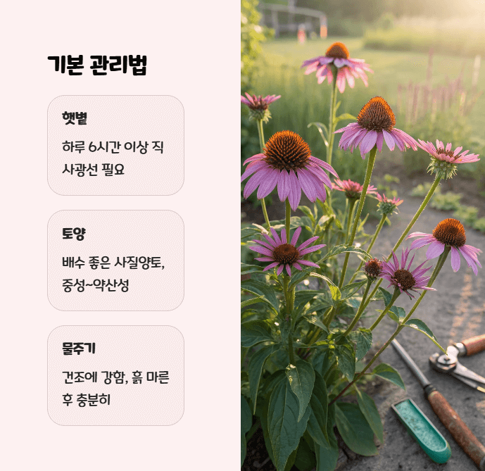 에키네시아 키우기
