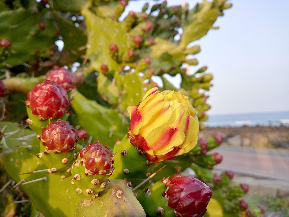 손바닥 선인장 백년초