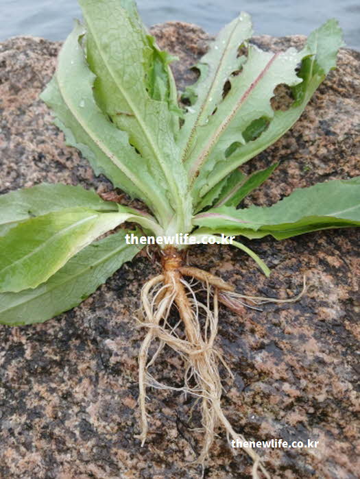 씀바귀와 고들빼기 차이점 어려운 이유 뿌리