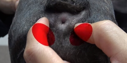 강아지항문낭위치