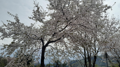 도로변에 만개한 벚꽃