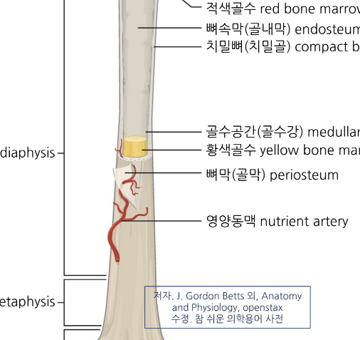 백혈구 수치가 낮은 이유 18