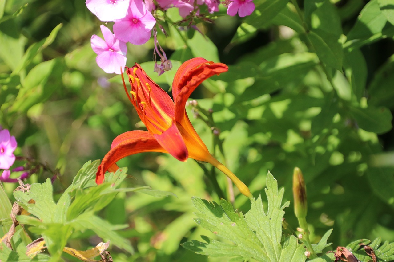신안 섬 크로코스미아 꽃 축제