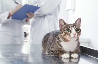 진찰대에 탄 고양이