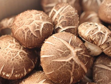 표고버섯의 효능 및 먹는법(요리), 보관법(냉장, 냉동), 손질법, 좋은 표고버섯 고르는법