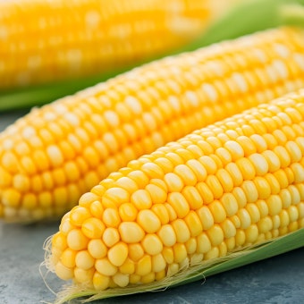 초당옥수수란? 유명 산지(의령, 밀양 등)