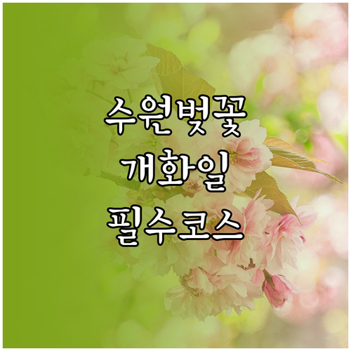수원 장안구 벚꽃 개화일 및 만석공원..