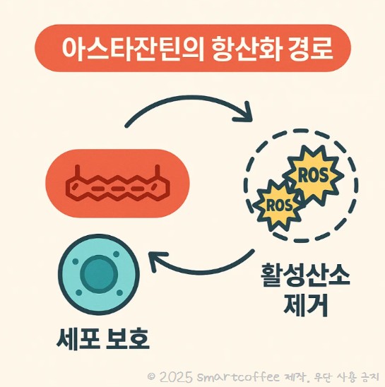 아스타잔틴, 오메가3보다 좋은 이유는?