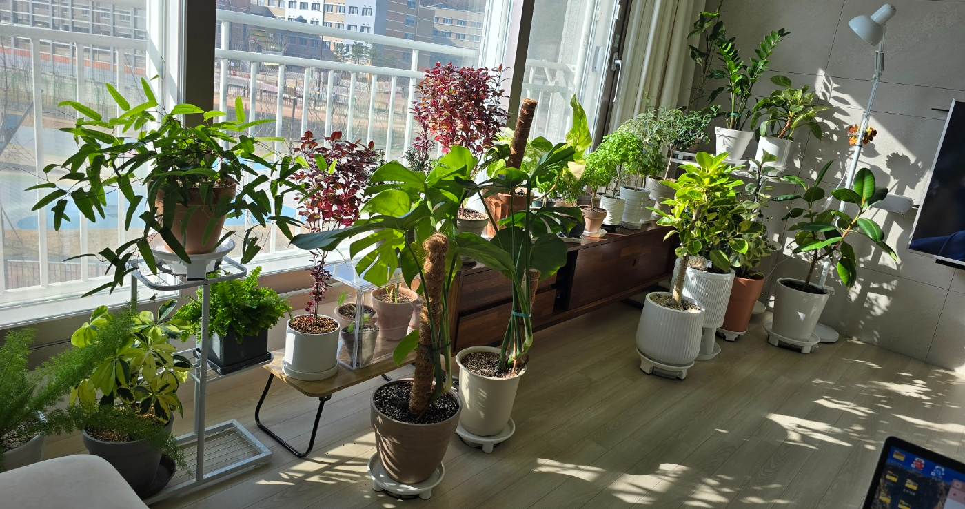 우리집 식물들 일부에요