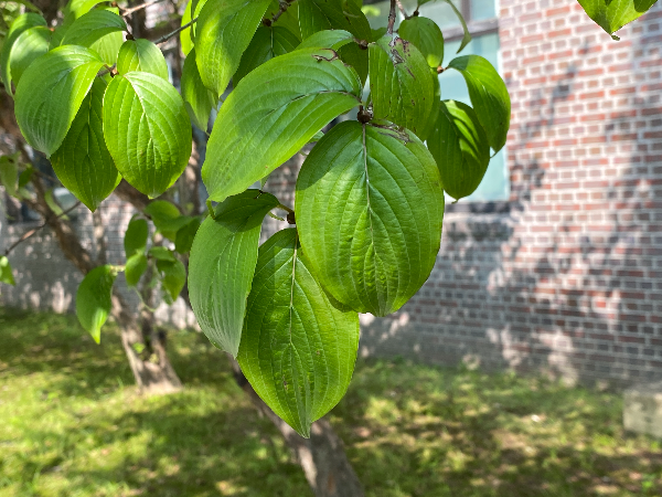 산수유 잎
