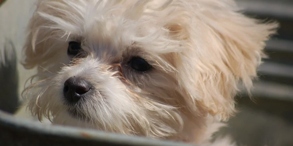 토이푸들 잘 키우는 방법 25