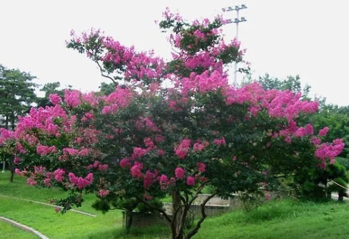 가을에 피는 꽃 배롱나무