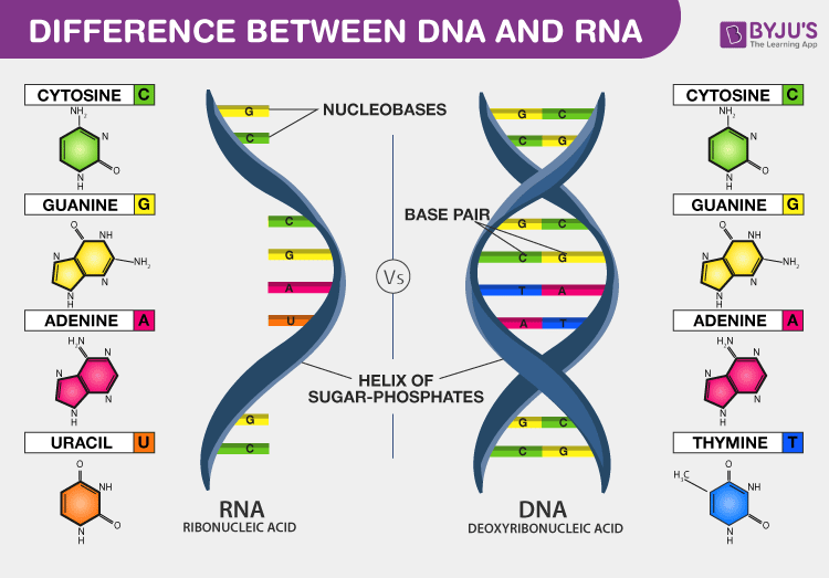 RNA 구조는 티민 대신 우라실을 사용 출처 Byjus