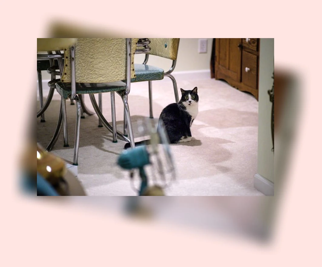 고양이 만성 신부전 관리_1_subsection