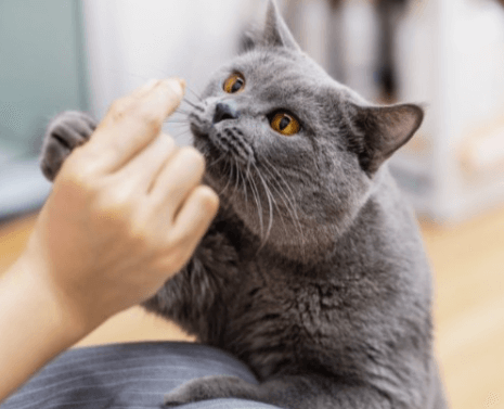 고양이 식욕저하&amp;#44; 근육경련의 원인 볼드모트 사료