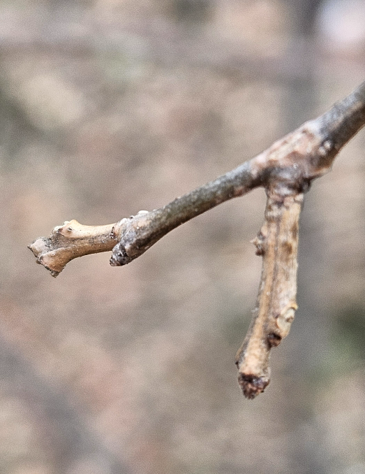 낙상홍 겨울눈2