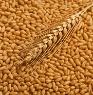 맥주효모의 효능