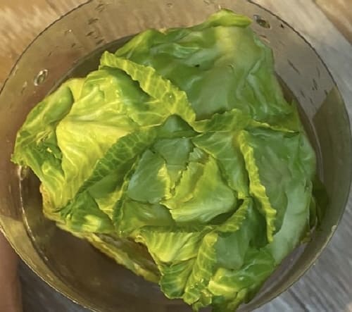 양배추물꽂이10일차