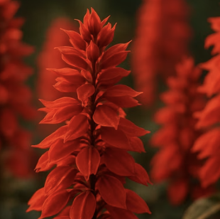 살비아(사루비아) 키우기, 죽이지 않고 키우는 법 A to Z