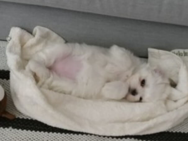 강아지입양 준비