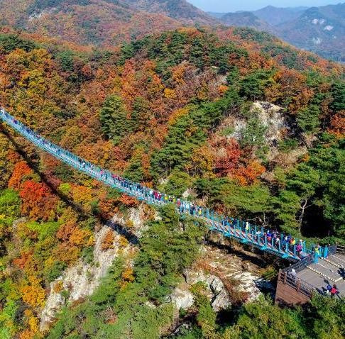 2025 원주 용수골 꽃양귀비 축제 일정·위치·주차 정보 총정리