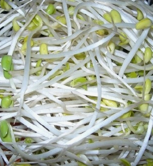 숙주나물의 효능 부작용 요리 고르는법