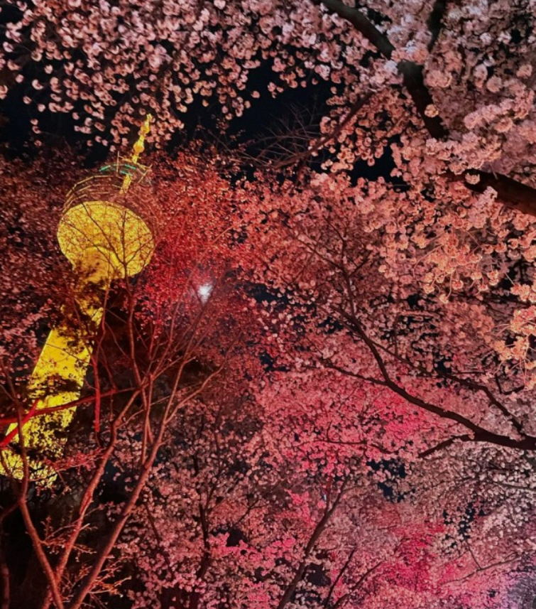 2023년 이월드 블라썸 피크닉 벚꽃 축제 정보 (2023년 벚꽃축제&amp;#44; 지역축제&amp;#44; 3월축제)&amp;#44; 83타워&amp;#44; 이월드 벚꽃축제 일정&amp;#44; 추자정보&amp;#44; 요금