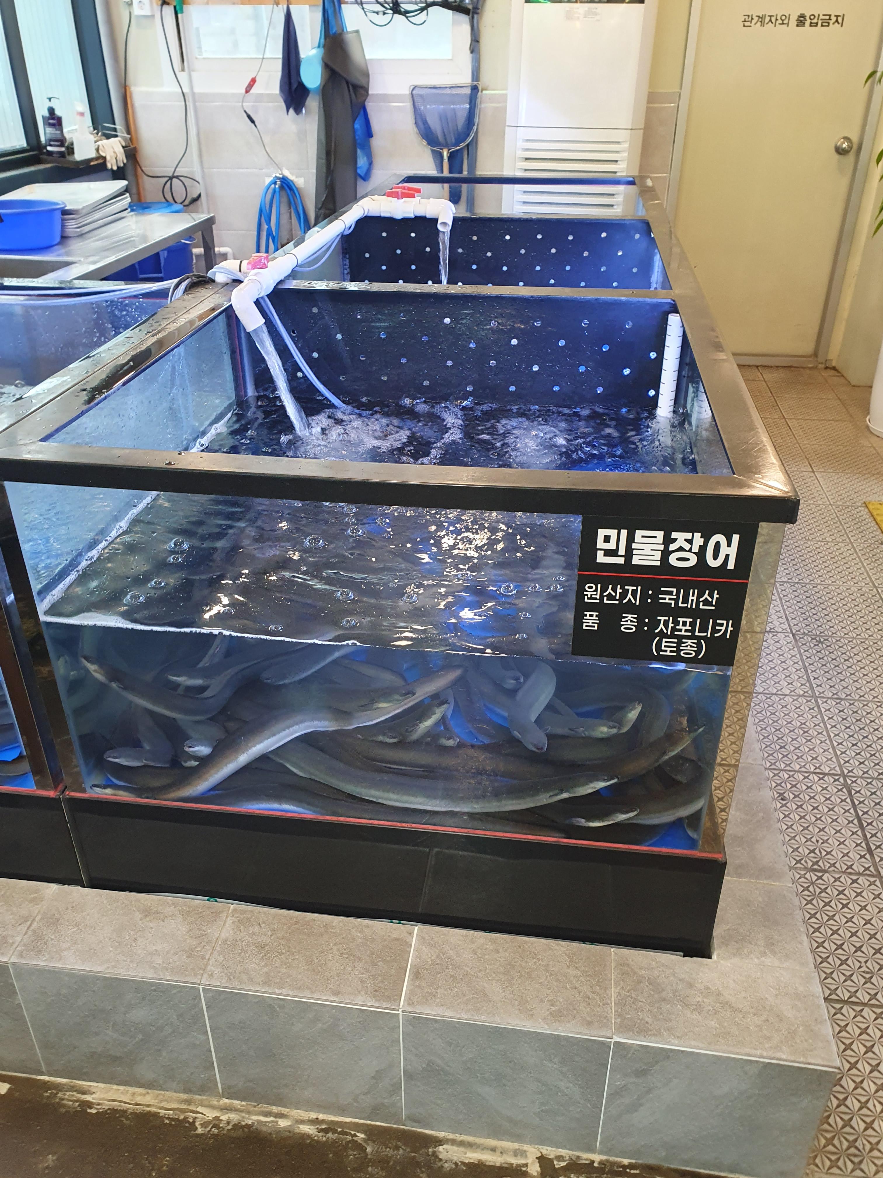 용인 황실 민물장어에 있는 살아있는 장어들