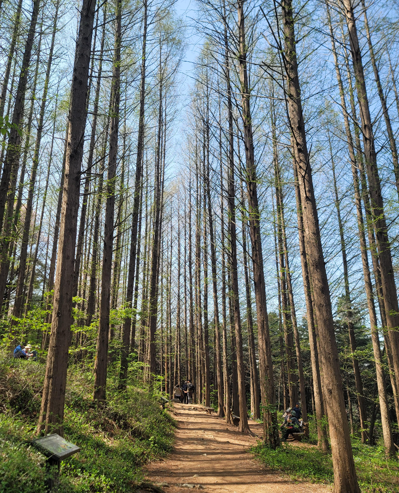 안산 메타세쿼이아 숲