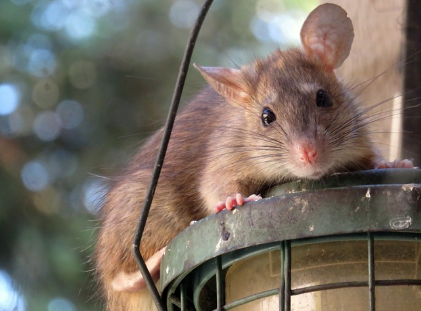 쥐꿈 상황별 해몽