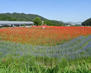 원주 용수골 꽃양귀비 축제_3