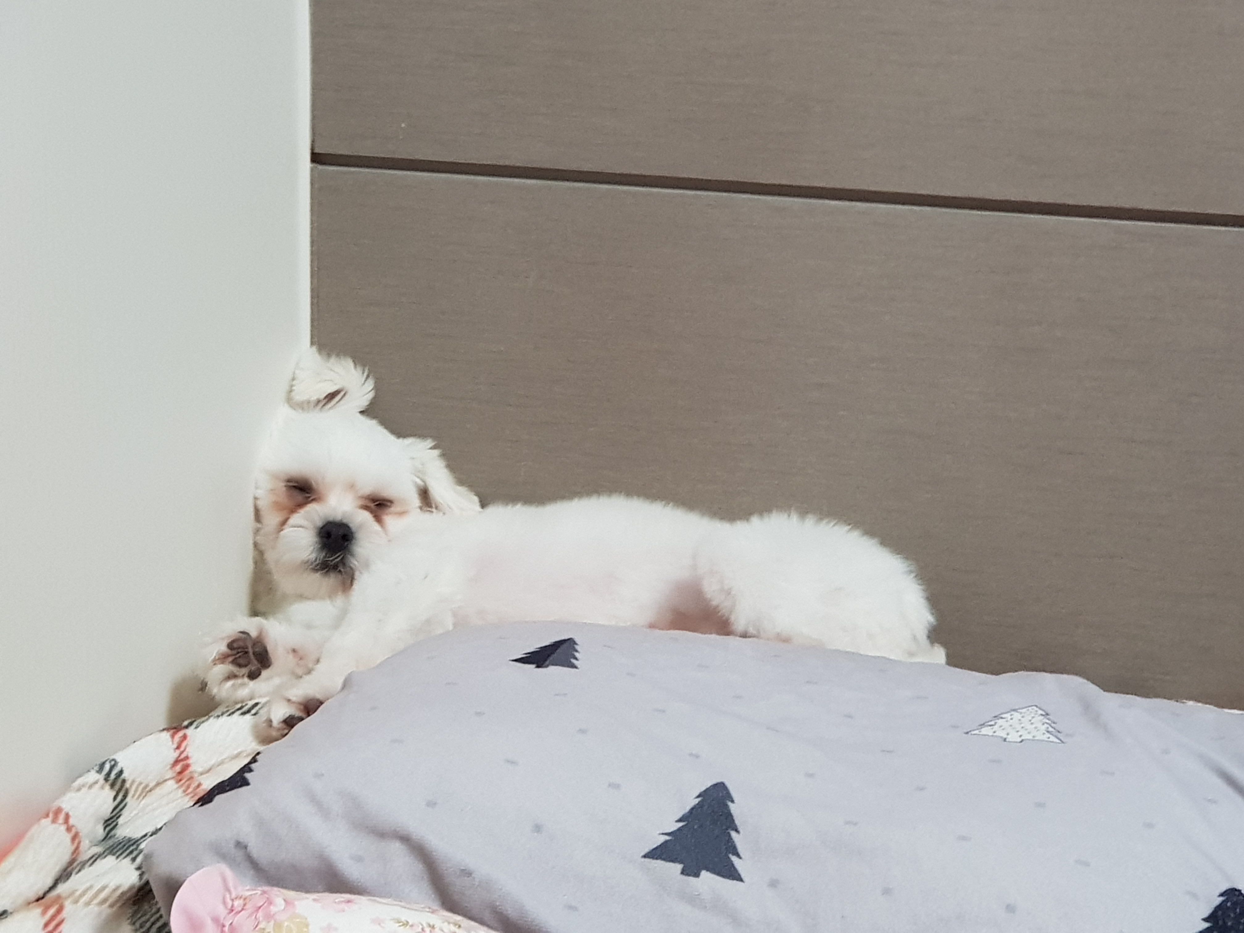 강아지 발바닥 습진 생긴 이유