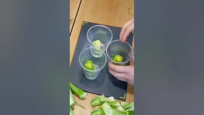 샐러리 재배 모종 심기 재배 거리 수확 연장_8