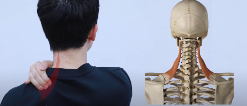 목, 어깨 담 걸렸을 때 빨리 푸는 법 스트레칭 4가지