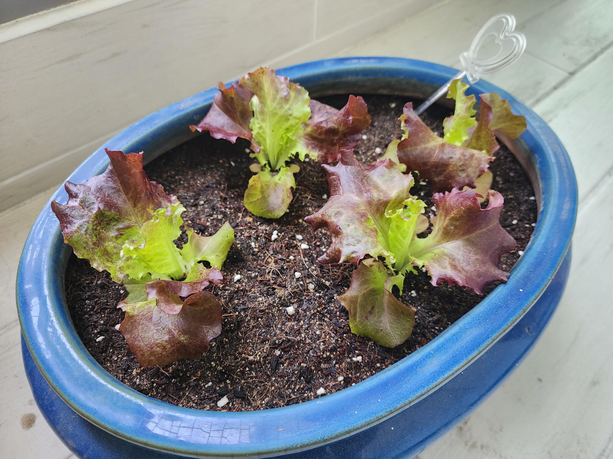 집에와서 심음 모습