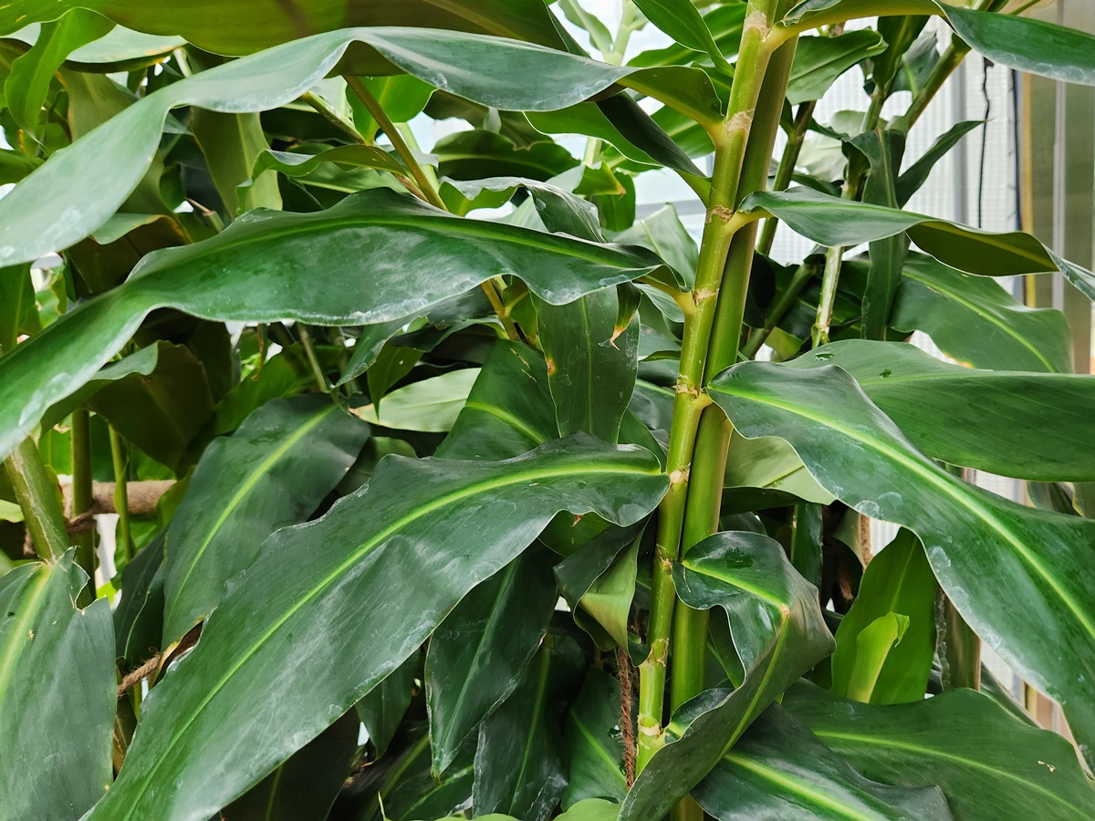 벌집징가(벌집생강)