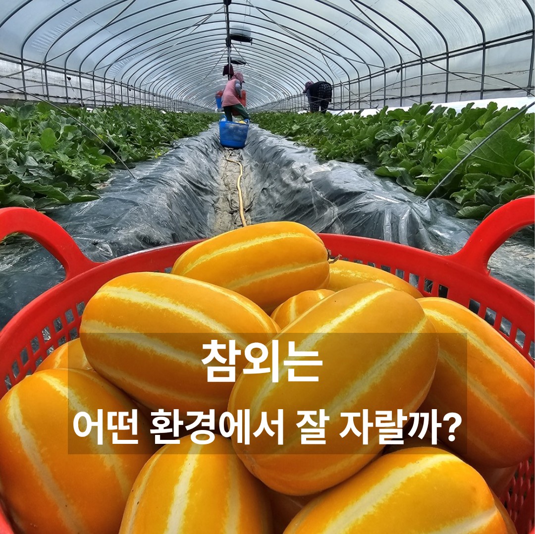 시설하우스 안에서 수확한 참외와 재배 현장을 보여주는 대표이미지