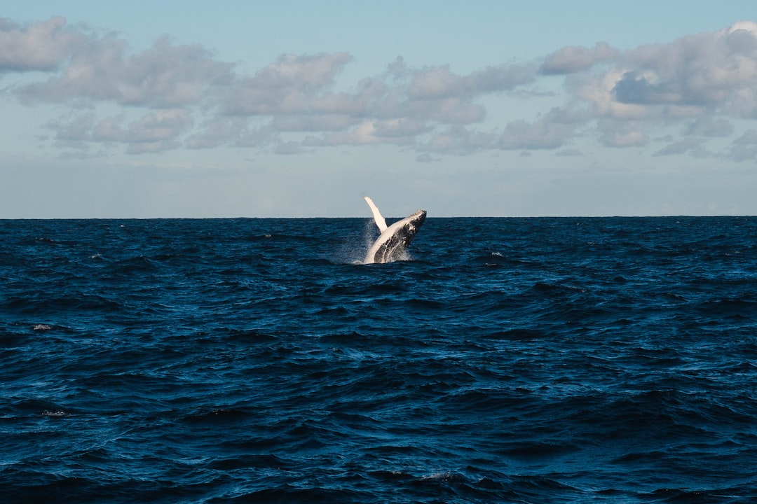 Whale