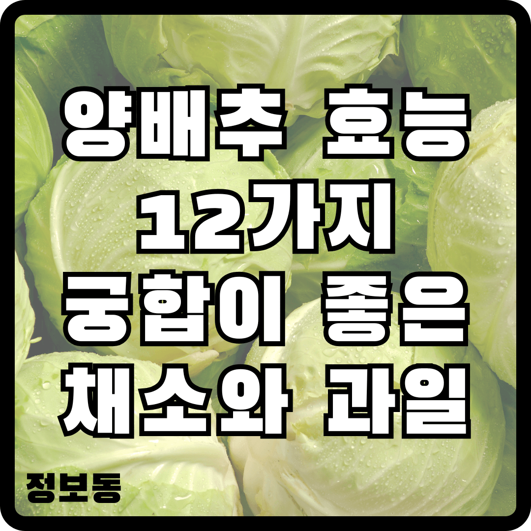 양배추 효능 12가지 궁합이 좋은 채소과일