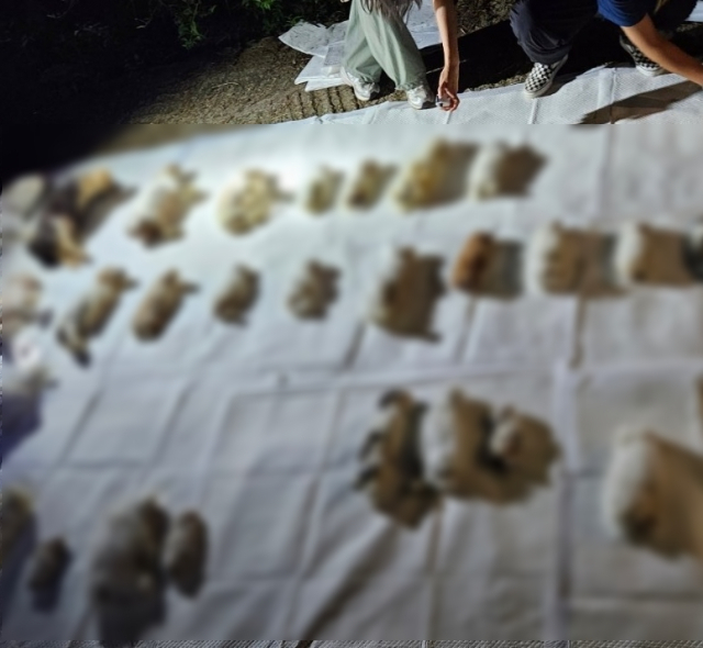 죽은강아지 뱃속 새끼 꺼내 파는 강아지공장&amp;#44; 펫샵의 실체