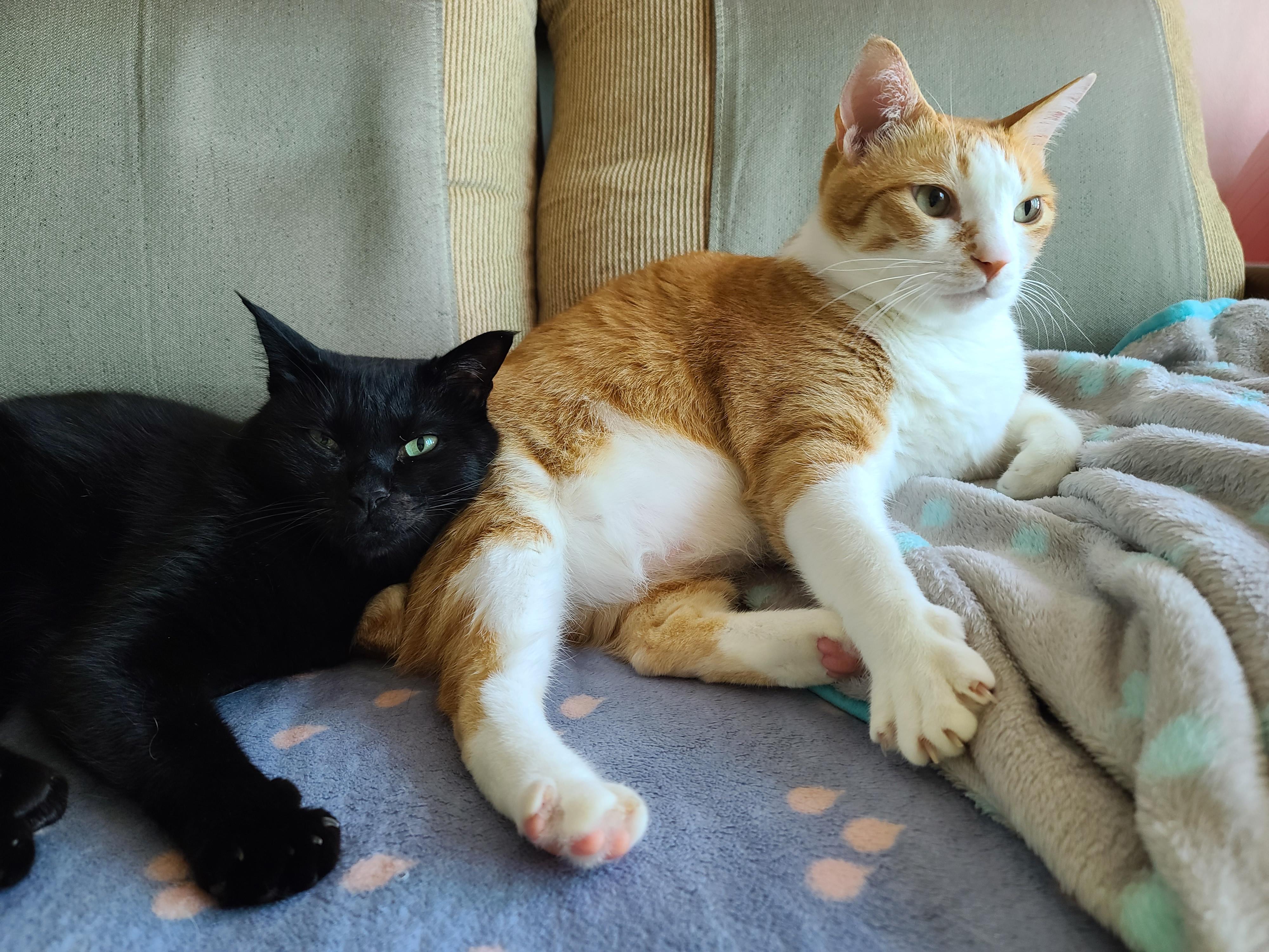 마음을 안아주는 고양이 호야.(feat.건이랑 브로맨스)