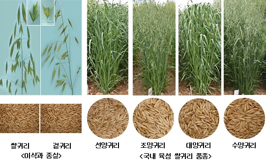 귀리 재배 봄 파종 배수 관리 비료량 조절_1